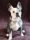 Frenchton dog studio portrait. Art Print